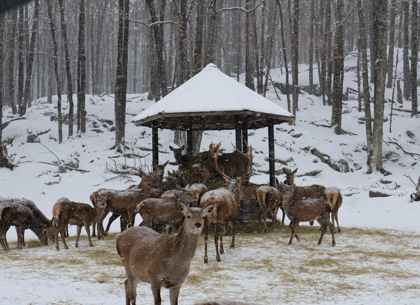 Fra Montreal: Omega Park Wildlife Safari Calling Sounds