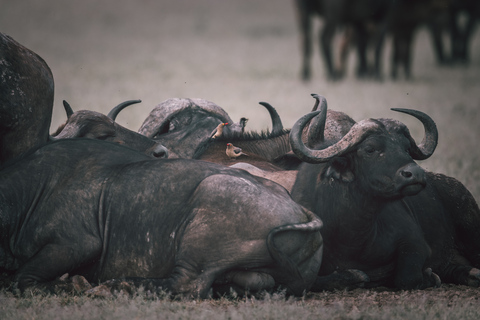 Serengeti: driedaagse gezamenlijke groepssafari