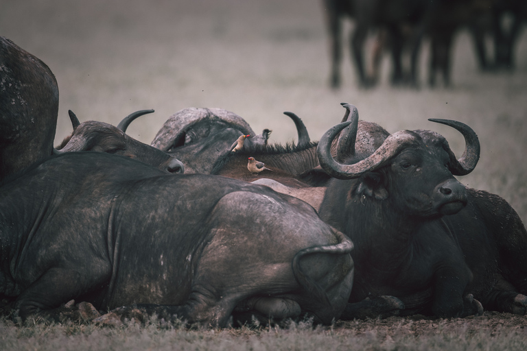 Serengeti: driedaagse gezamenlijke groepssafari