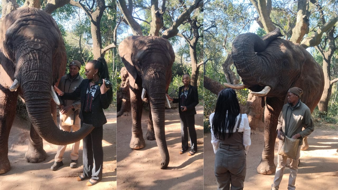 Johannesburg: 2 Stunden Elefanten-Interaktion