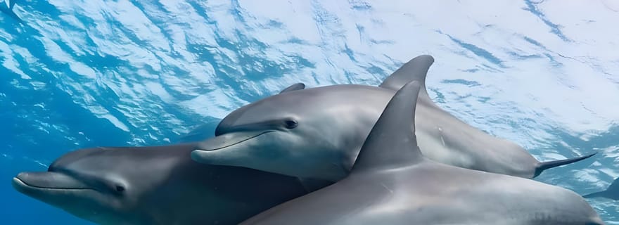 Plongée avec tuba et nage avec les dauphins sur l'île de Mnemba