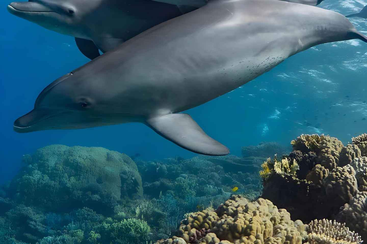 Snorkeling and swimming with dolphins in mnemba island - Tour with Nungwi meeting point