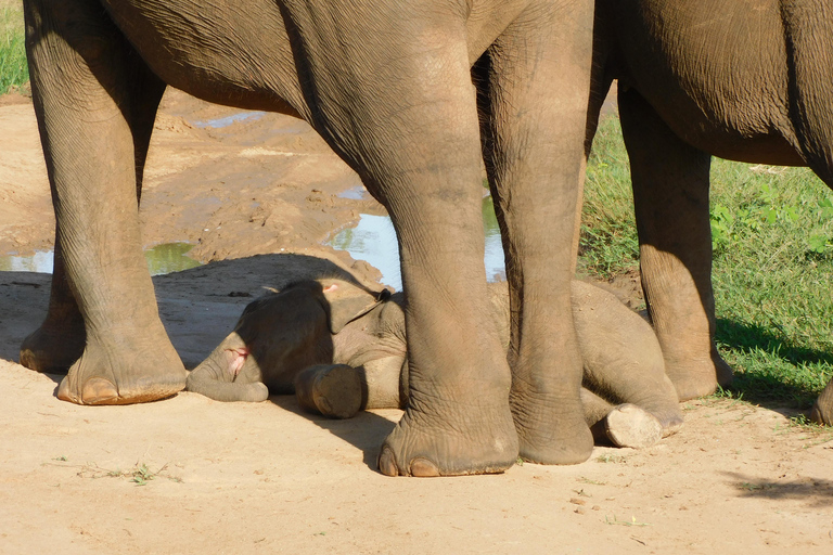 Yala Safari: High-Luxury PRIVATE Tours with Entry Tickets Half Day (6 hours) Safari PRIVATE Tours morning or afternoon