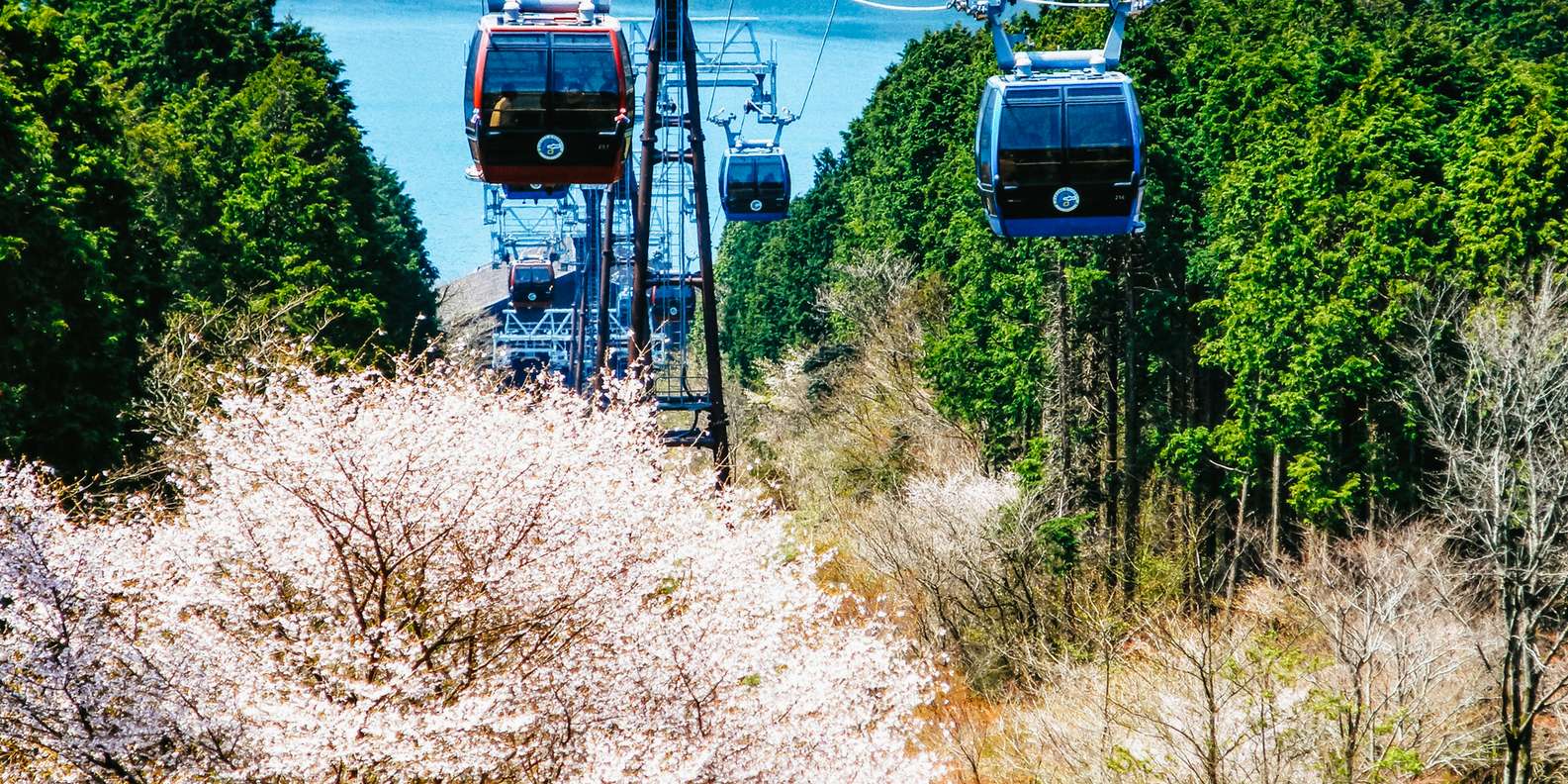 section