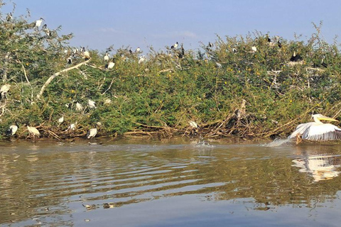 Addis Ababa: 6-Day Abijata Shalla NP & Bale Mountains Tour