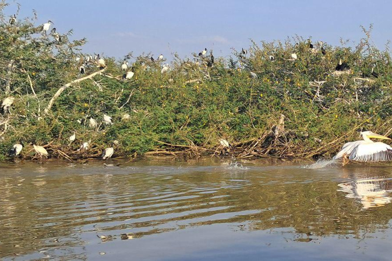 Addis Ababa: 6-Day Abijata Shalla NP & Bale Mountains Tour