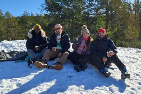 Oslo: Forest Hike with Panoramic Fjord Views and a dog