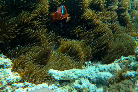 Lombok: Snorkeling Trip to The Best Two Gilis From Lombok
