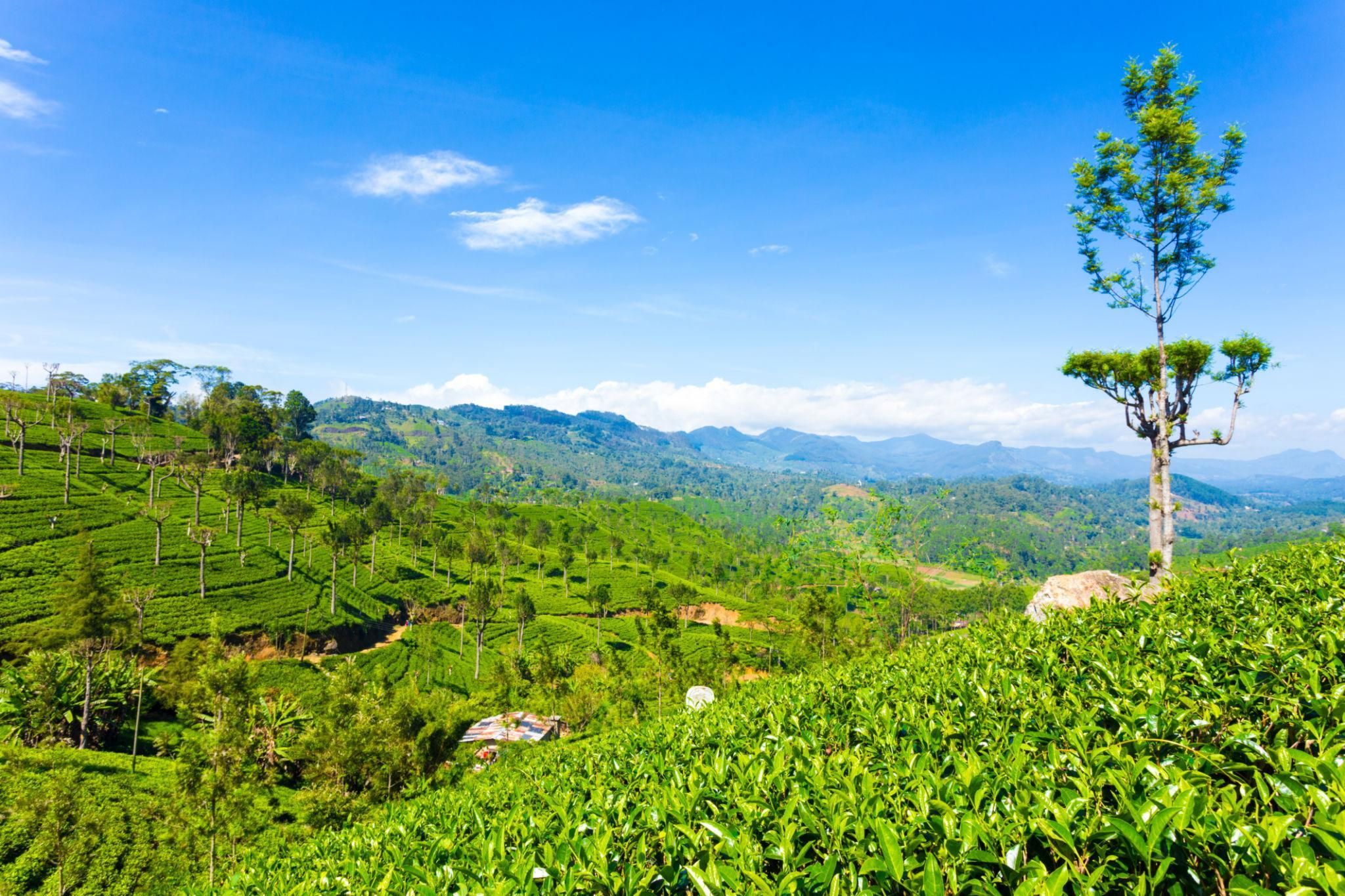 Kandy: 3-tägige Highlands-Tour mit Wasserfällen und Teeverkostung