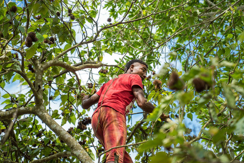 Zanzibar: Excursão a pé pela floresta de Jozani com guia de turismoZanzibar: Passeio pela floresta de Jozani e macacos colobus vermelhos de Zanzibar