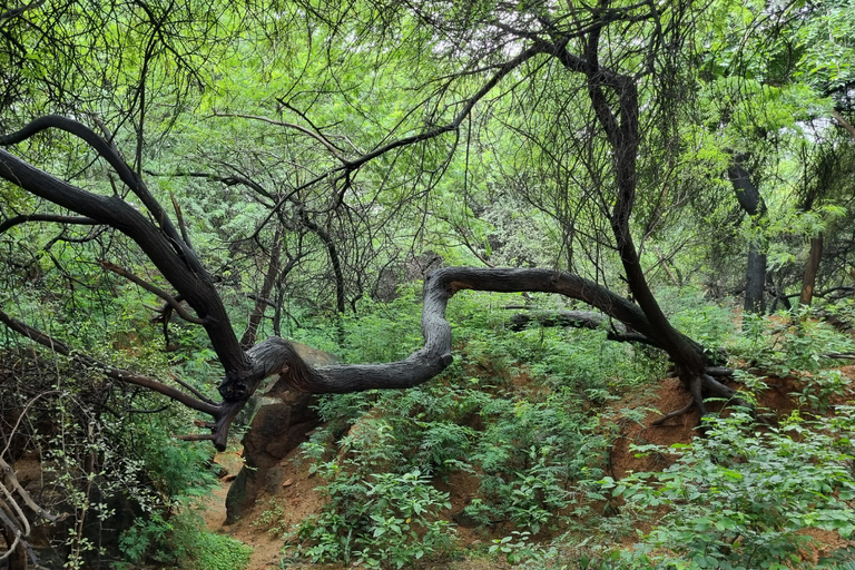 Delhi: Hidden-Gem Nature Oasis & Mudhouse Visit with Lunch