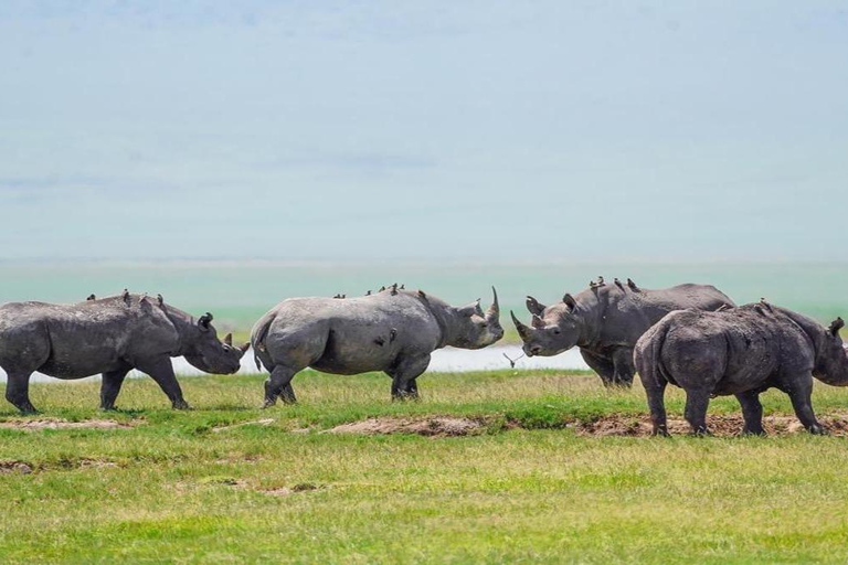 Tanzania: Four Days Wildlife Safari in Northern Parks