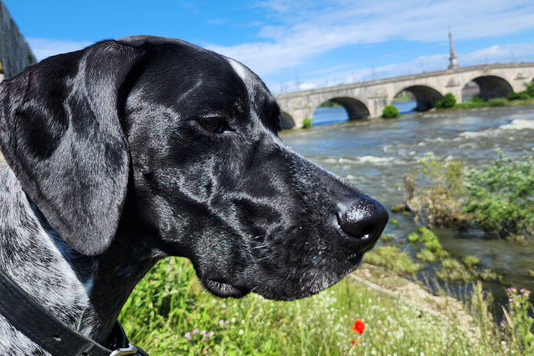 Von Blois aus: Radfahren mit Hundebegleitern