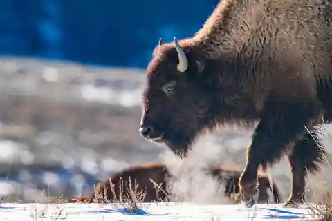 Yellowstone National Park: 3 Day Wildlife Photography Tour