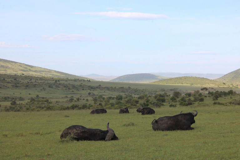 Nairobi: 3-Day epic trip to Maasai Mara Reserve with meals 3 days, 2 nights private safari to Mara in a tourist VAN