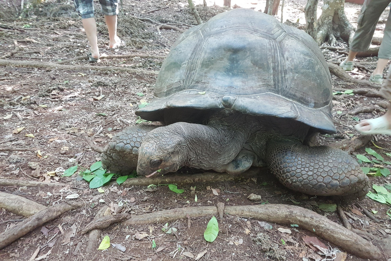 Zanzibar: Prison Island, Jozani Forest and Paje Beach Tour