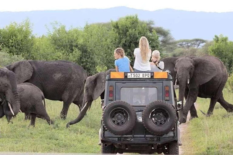 From Zanzibar: 3-Day Nyerere National Park Safari by Flight 3-Day Nyerere Safari From Zanzibar by Flight & Night Drive