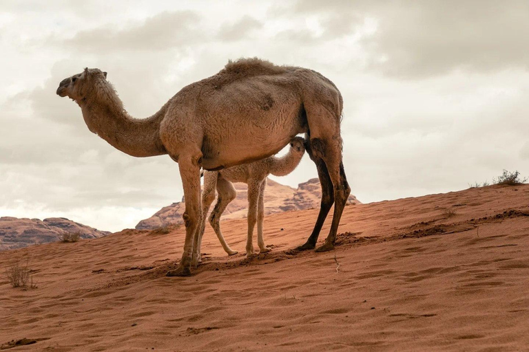 Wadi Rum All in One Day – The Ultimate Desert Discovery Wadi Rum All in One Day – The Ultimate Desert Discovery