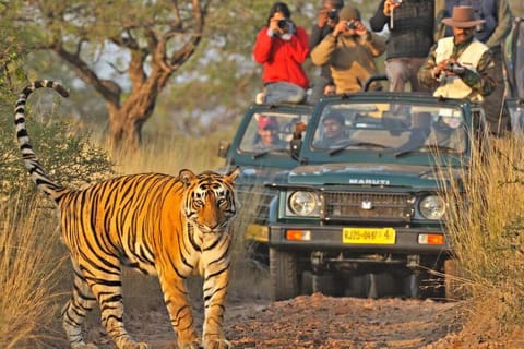 4-Day Golden Triangle Tour with Ranthambore Tiger Safari