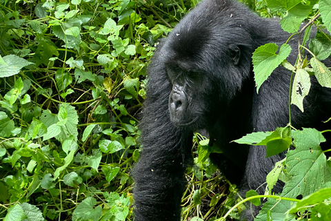 8-tägige Gorilla Trekking Reise durch Ruanda, Uganda und den Kongo (DRC)