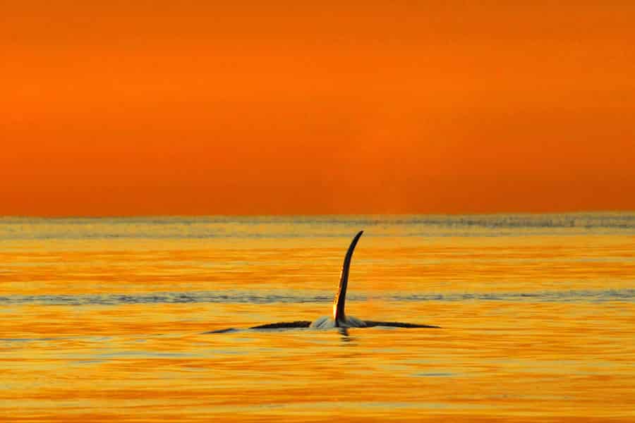 Parksville: Wal- und Wildtierabenteuer bei Sonnenuntergang. Foto: GetYourGuide