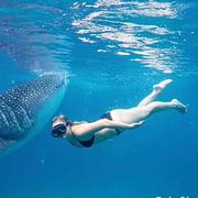 Cebu: Oslob Whale Sharks, Kawasan Falls & Moalboal Sardines Cebu: Oslob Whale Sharks, Kawasan Falls & Moalboal Sardines