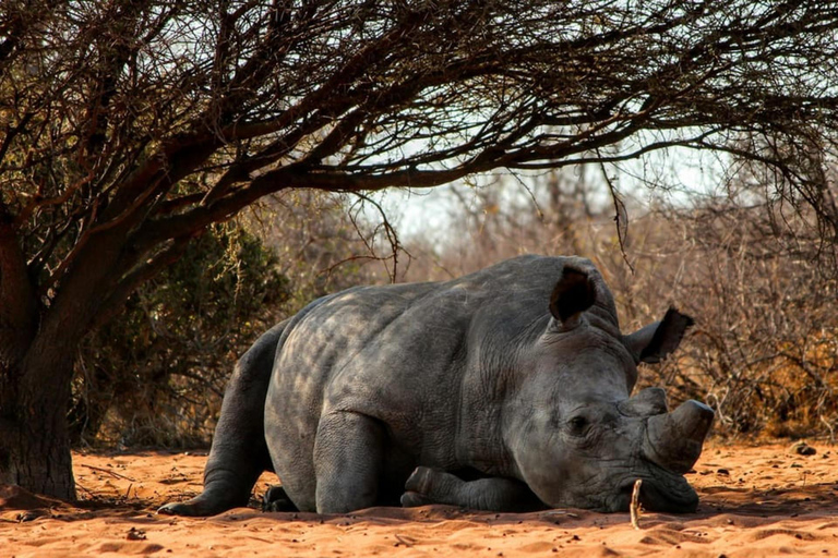 Nairobi: Nationalpark, elefantbarnhem och giraffutflykt