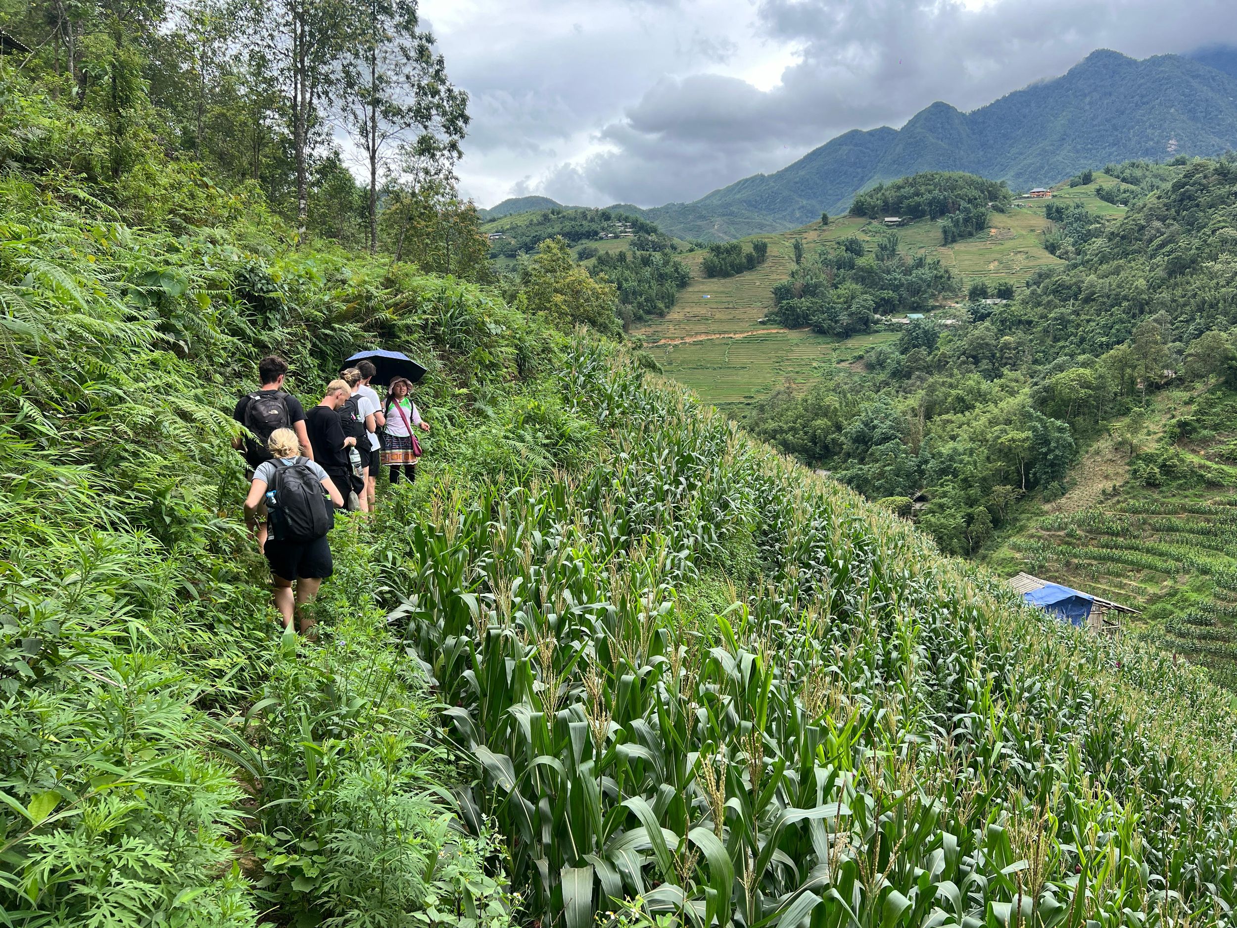 Explore Sapa by TrekkingAdventures, Mountain,Rice fields