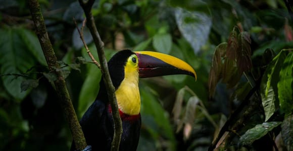 Manuel Antonio: National Park & Mangrove Boat Tour