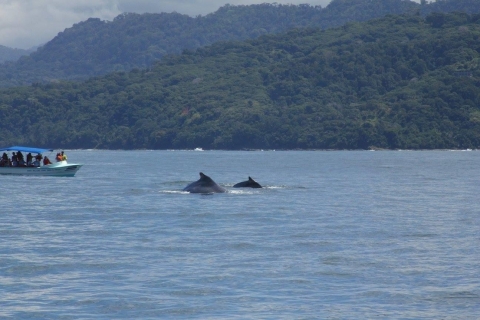 Uvita:Nature and Wildlife-Macaws Butterflies Whales Sloths
