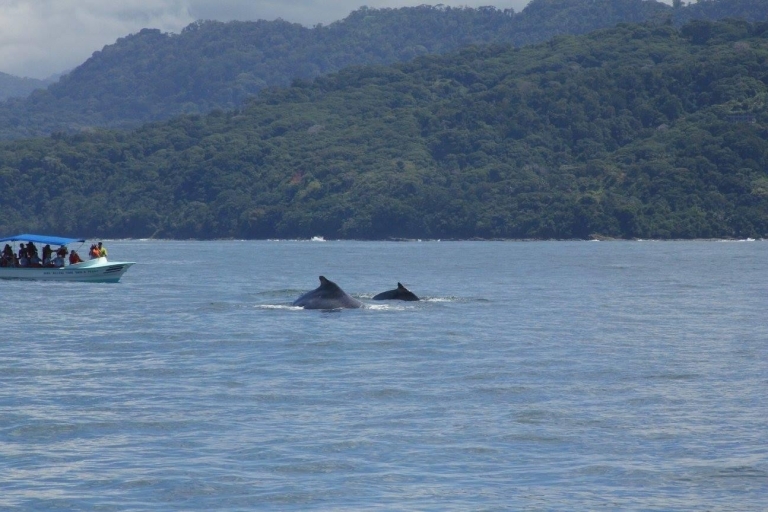 Uvita:Nature and Wildlife-Macaws Butterflies Whales Sloths