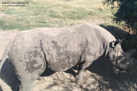 Nairobi: Ol Pejeta Conservancy 2-Day Safari with Meals Private day tour to Ol Pejeta Wildlife Conservancy