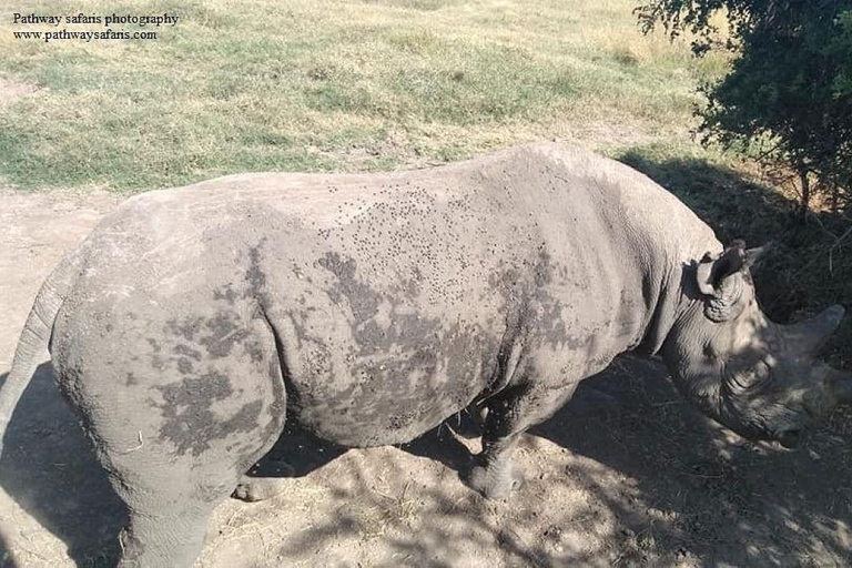 Nairobi: Ol Pejeta Conservancy 2-Day Safari with Meals Private day tour to Ol Pejeta Wildlife Conservancy