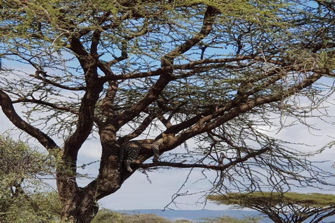 Nairobi: Safari de 3 dias em Samburu, Shaba e Buffalo Springs