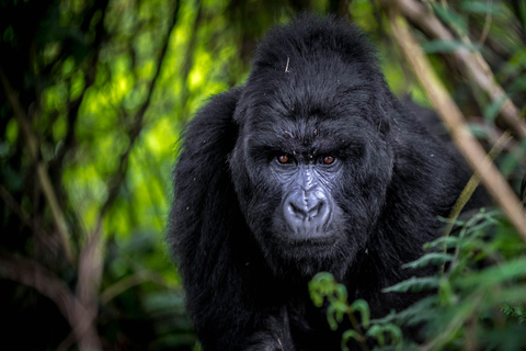 Safari di 3 giorni sui gorilla a Bwindi