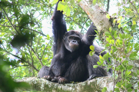 4 Day Primates Trekking in Rwanda