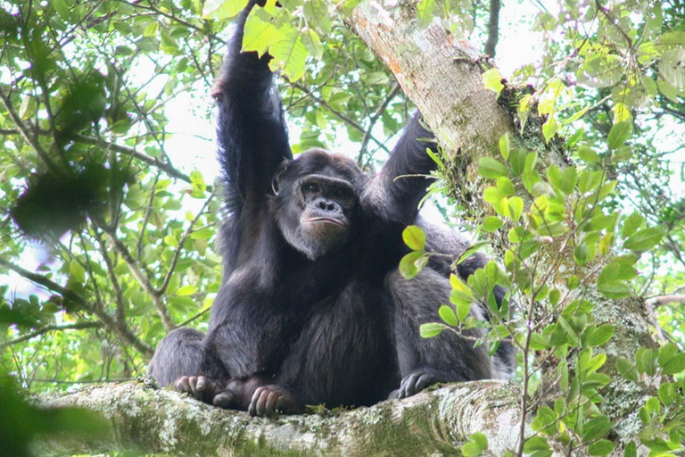 4 Day Primates Trekking in Rwanda