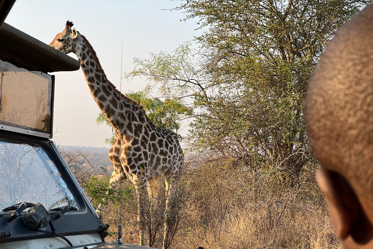 Excursão de um dia de safári em Joanesburgo - Pilanesberg Big 5 Adventure