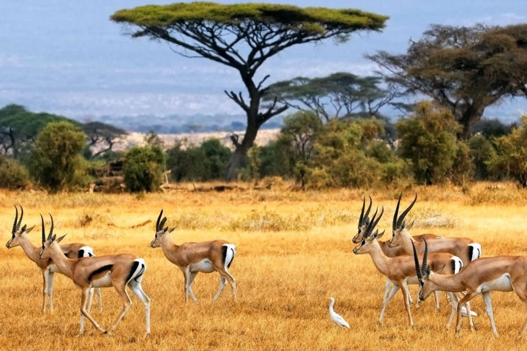 Magia Maasai y encantos de Nakuru: Safari salvaje de 4 días