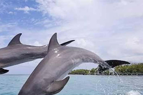 ZANZIBAR: Wycieczka na wyspę Mnemba z nurkowaniem i akwarium z żółwiami