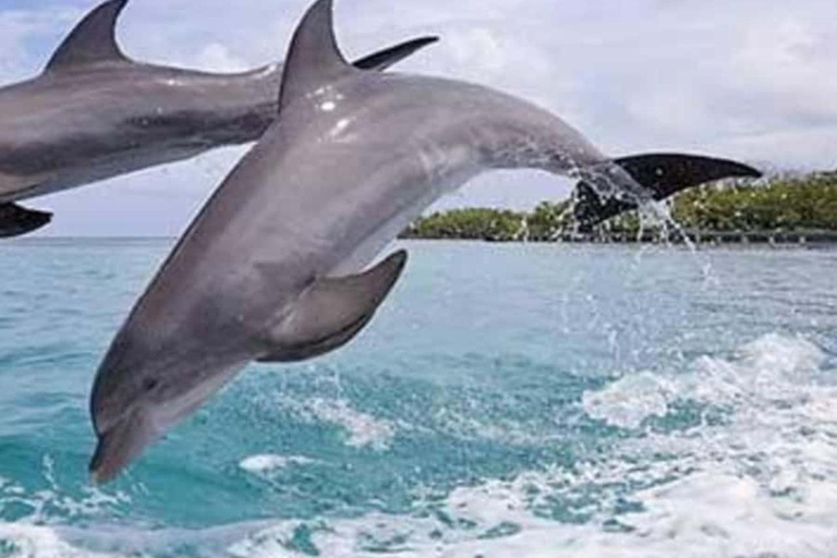 ZANZIBAR: Wycieczka na wyspę Mnemba z nurkowaniem i akwarium z żółwiami