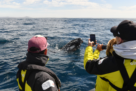 Yzerfontein : Expédition d&#039;observation des baleines à bosse