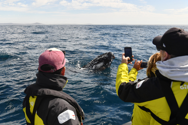 Yzerfontein: Expedition för observation av knölvalar