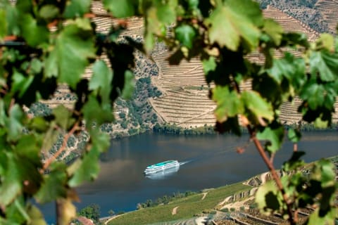 Private Douro Valley Premium Tour, Wine Cellar & Lunch