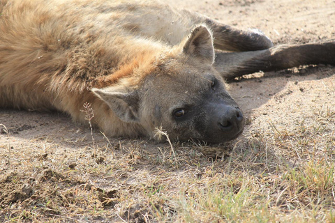 Mombasa: Tsavo East & Amboseli 3-Day Safari with Meals