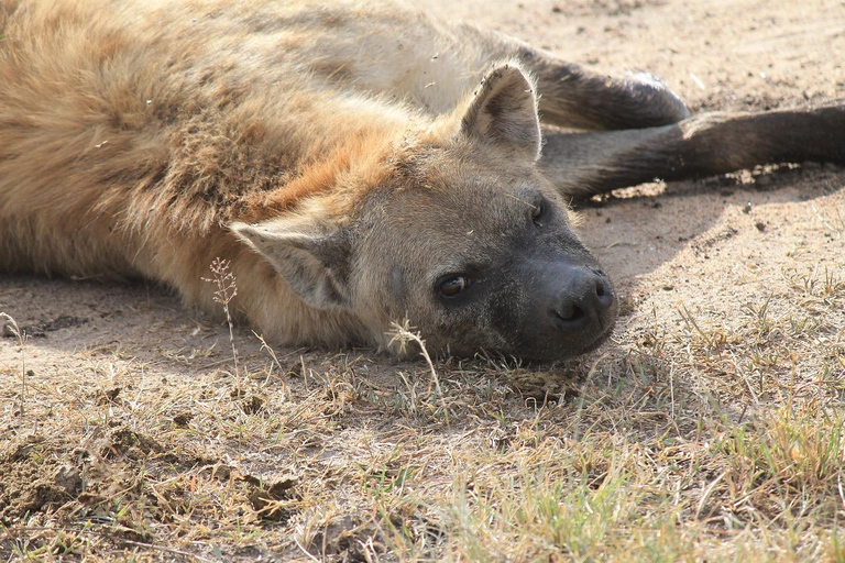 Mombasa: Tsavo East & Amboseli 3-Day Safari with Meals