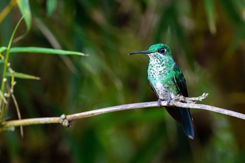 Carara National Park: Beste Tour Carara National Park - Ein Tag