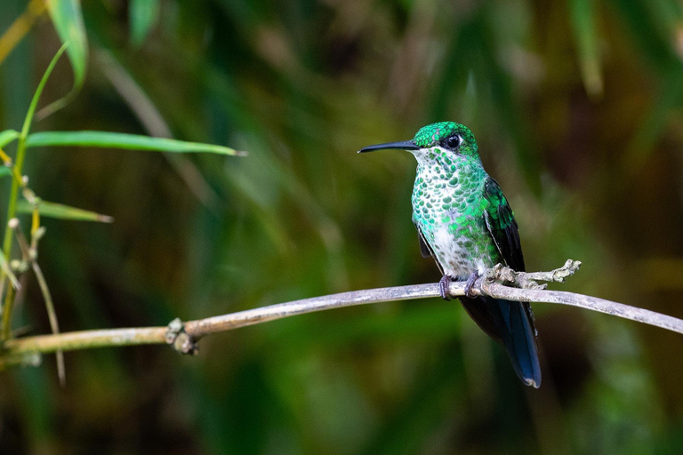 Carara National Park: Best Tour Carara National Park-One Day