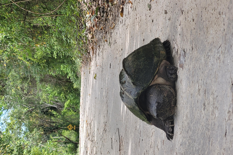 Flores: Exclusive Yaxha Cultural Exploration Full day tour