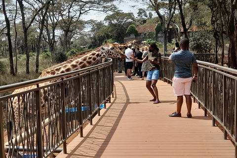 Nationaal park Nairobi, David Sheldrick, giraffencentrum